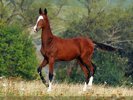 Medeus Akhal Teke Stud